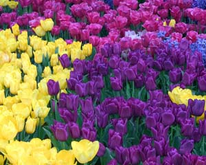 Какие цветы посадить на даче